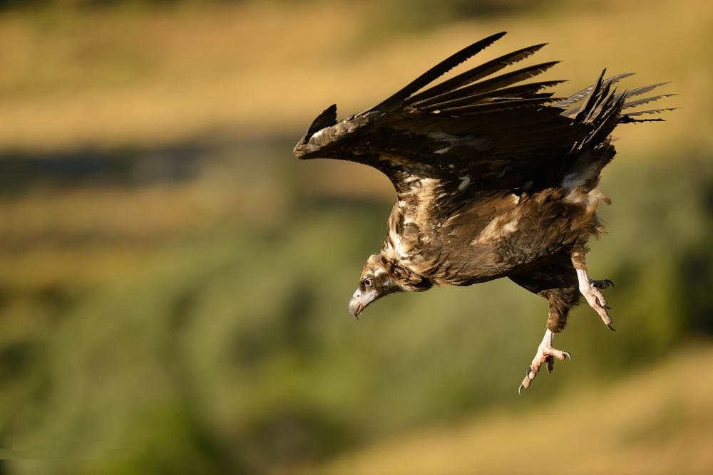 Black Vulture swoops