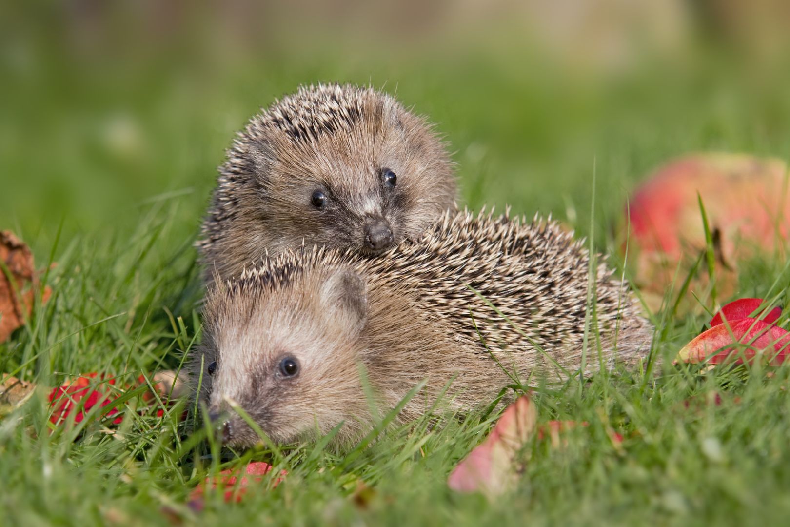 Pair of hedgehogs