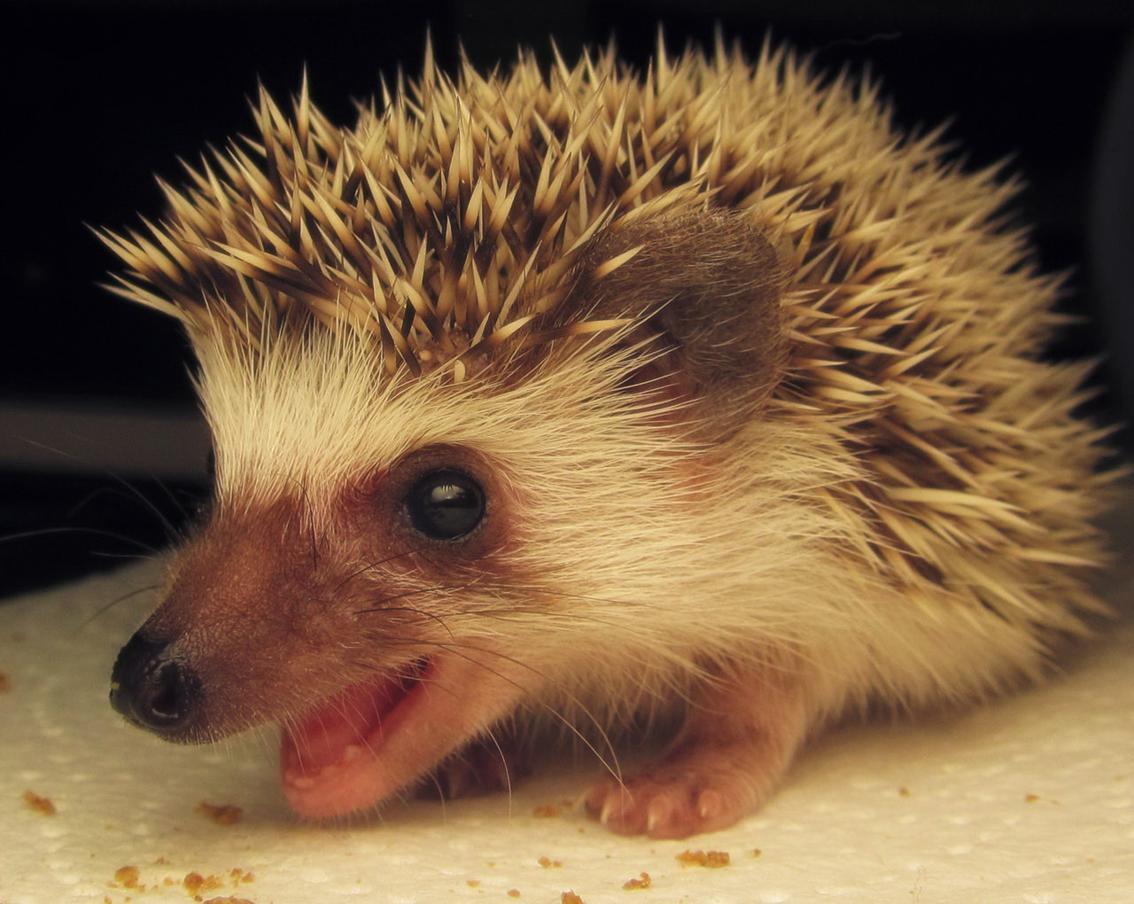 I-Hedgehog muzzle