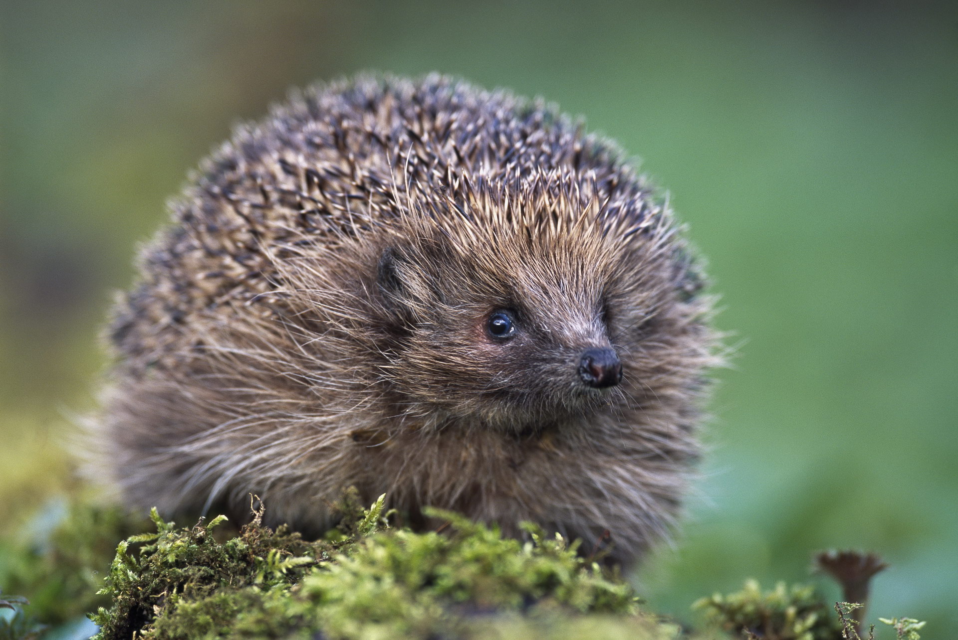 Beautiful hedgehog: photo in the forest
