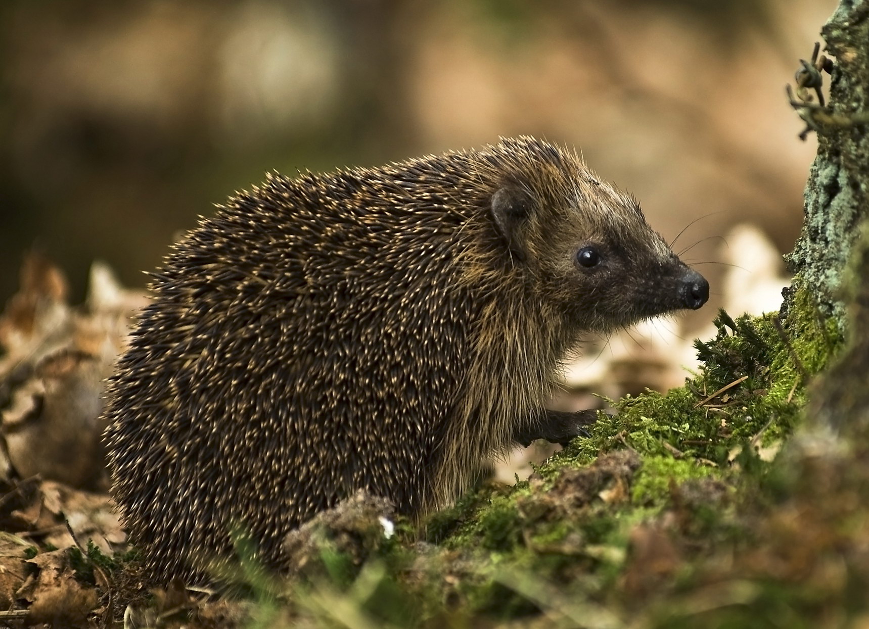 Hedgehog di dalam hutan