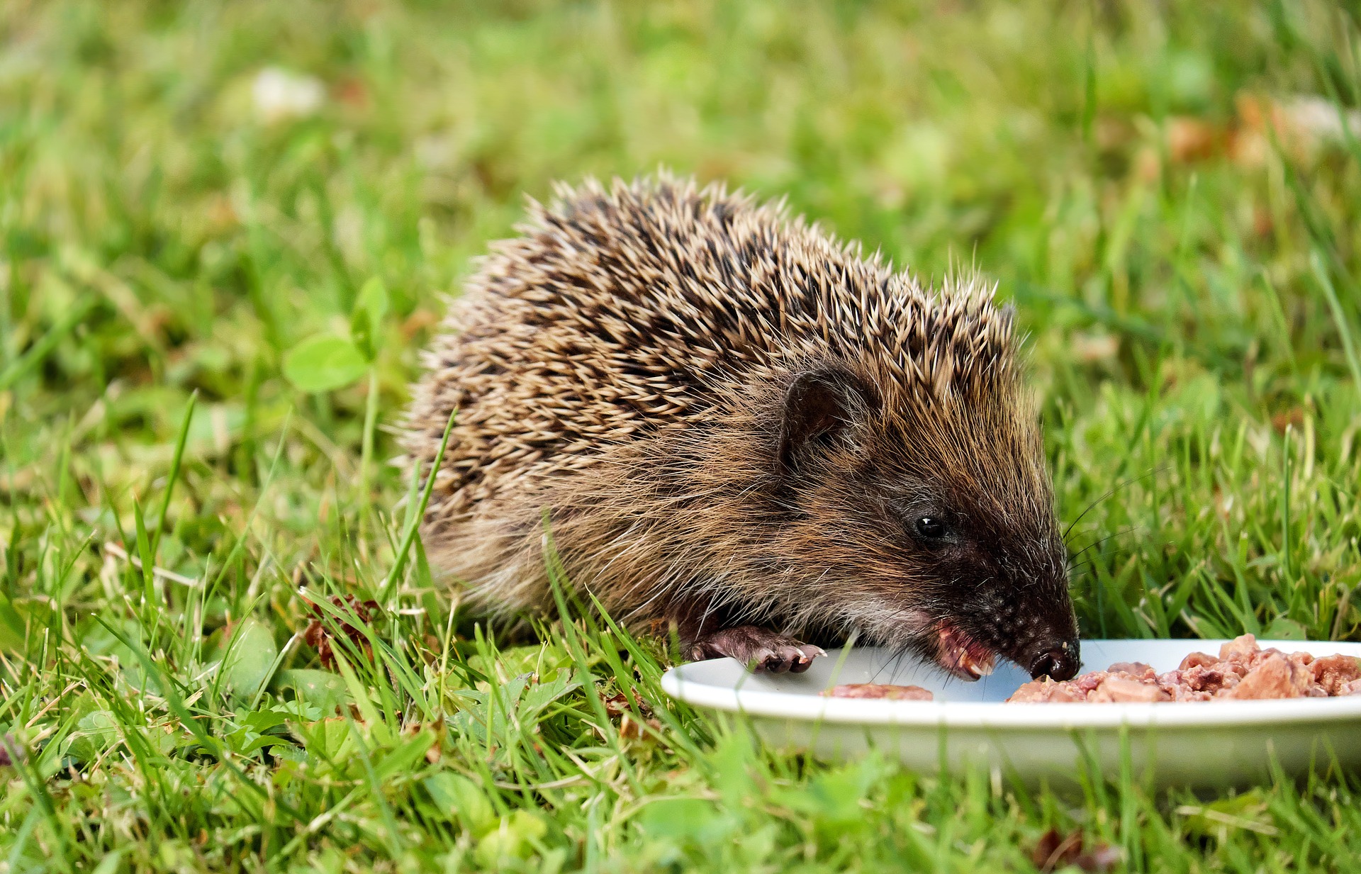 Hedgehog på tallerkenen med mat