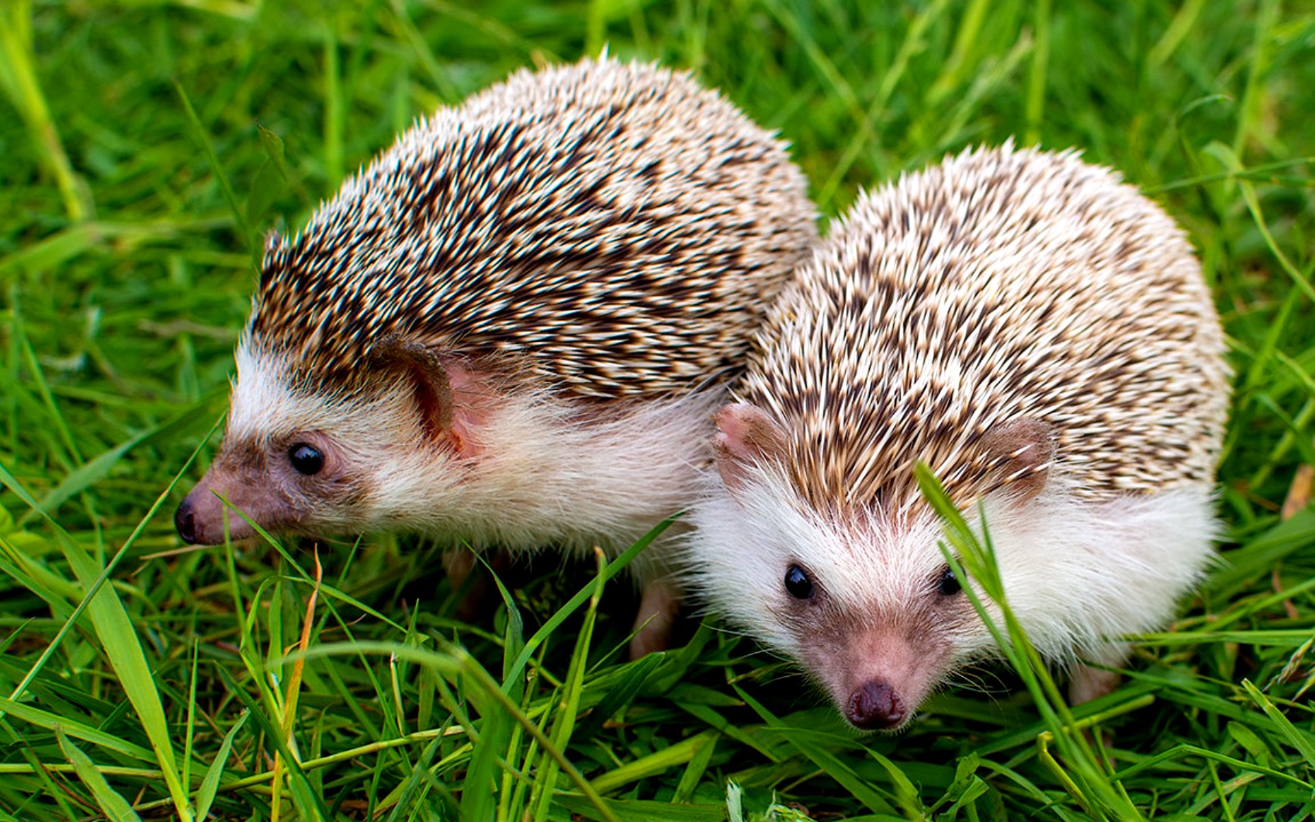 Beautiful hedgehogs