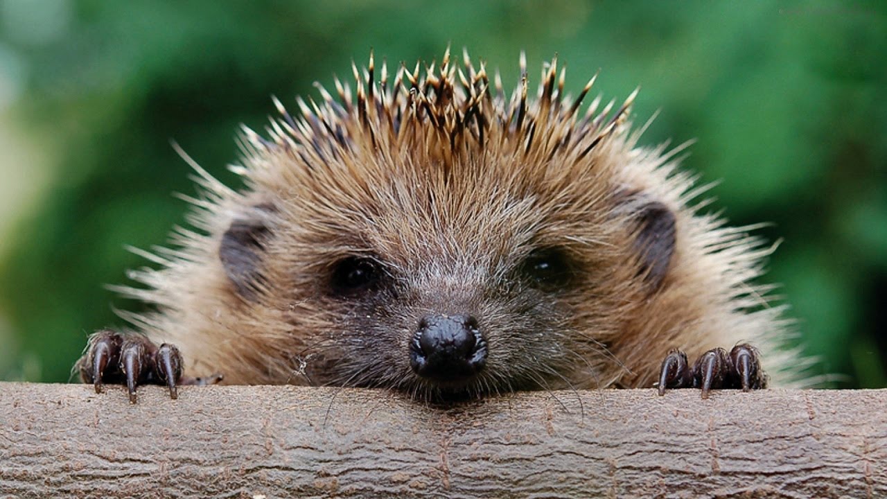 Cute funny hedgehog