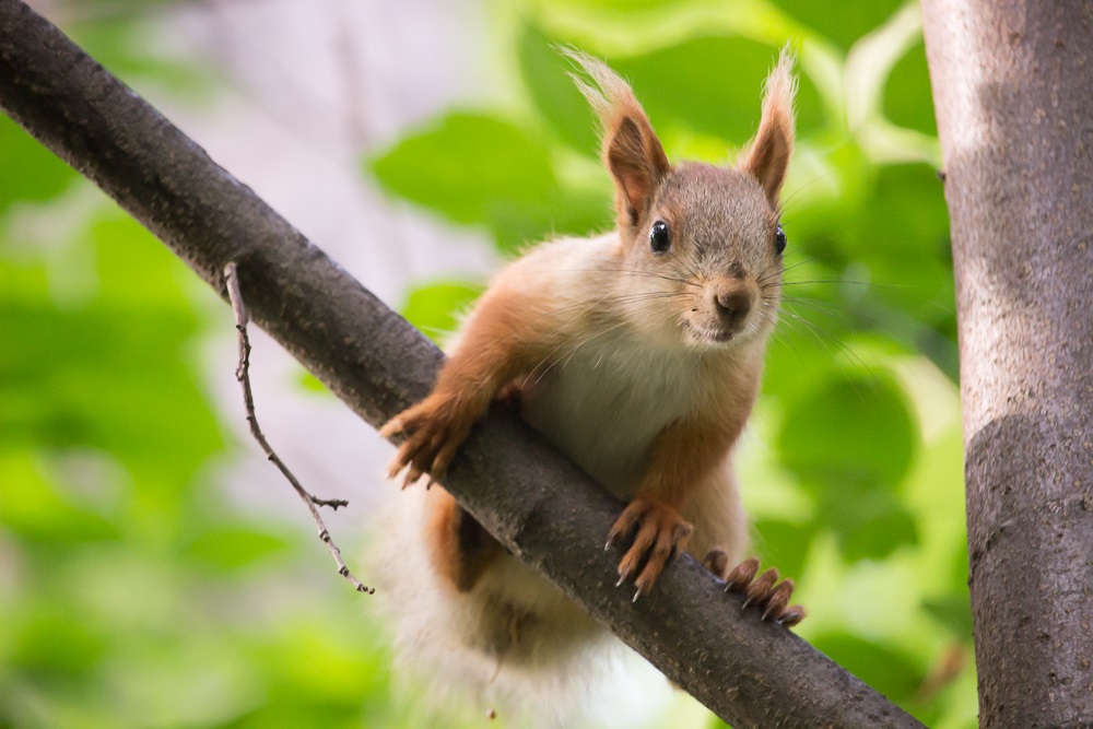 Veverica na veji