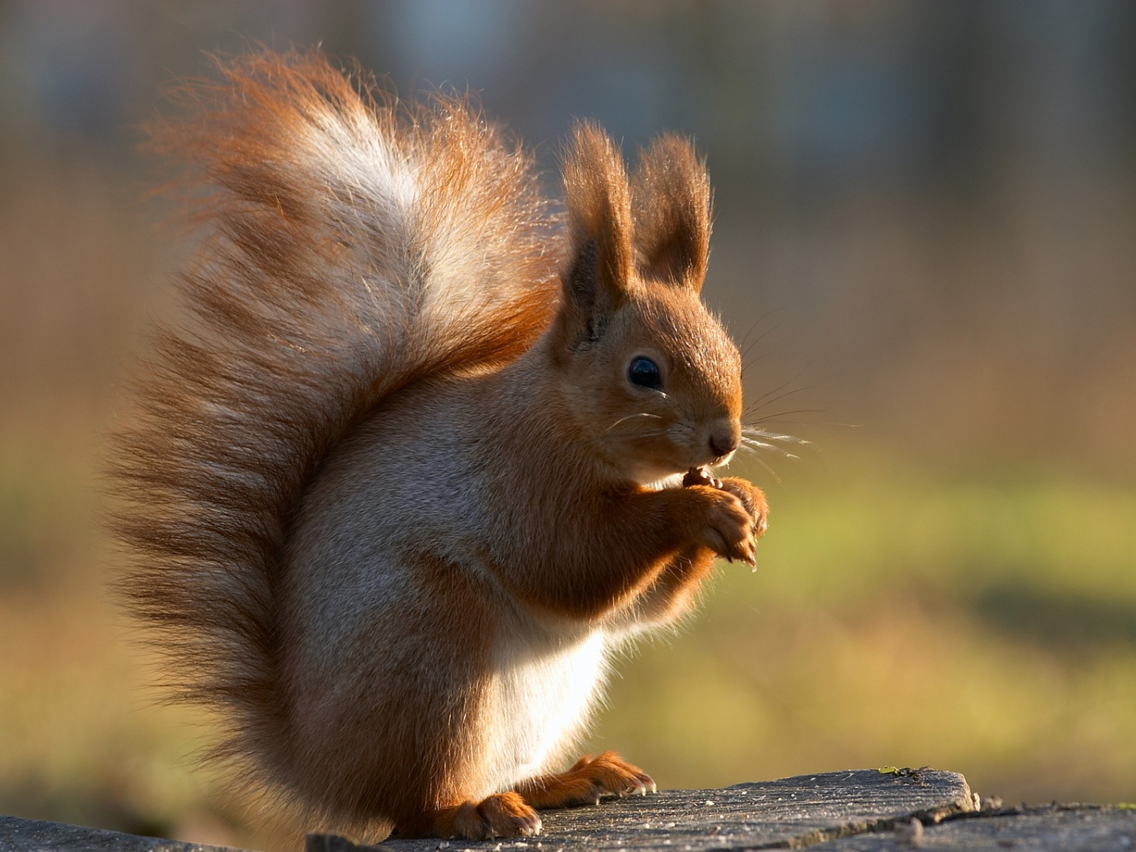 Foto: Squirrel Eating a Nut