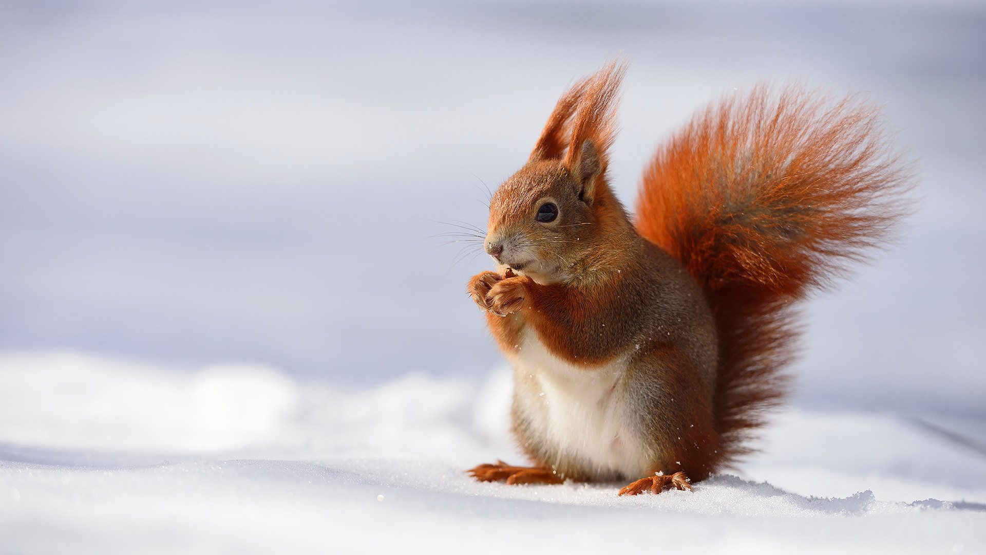 Fotografija veverice na snegu
