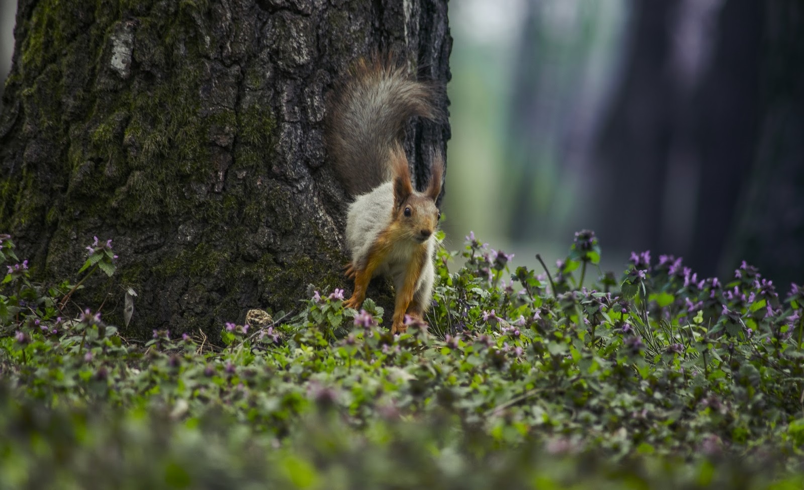 Foto di uno scoiattolo nella foresta