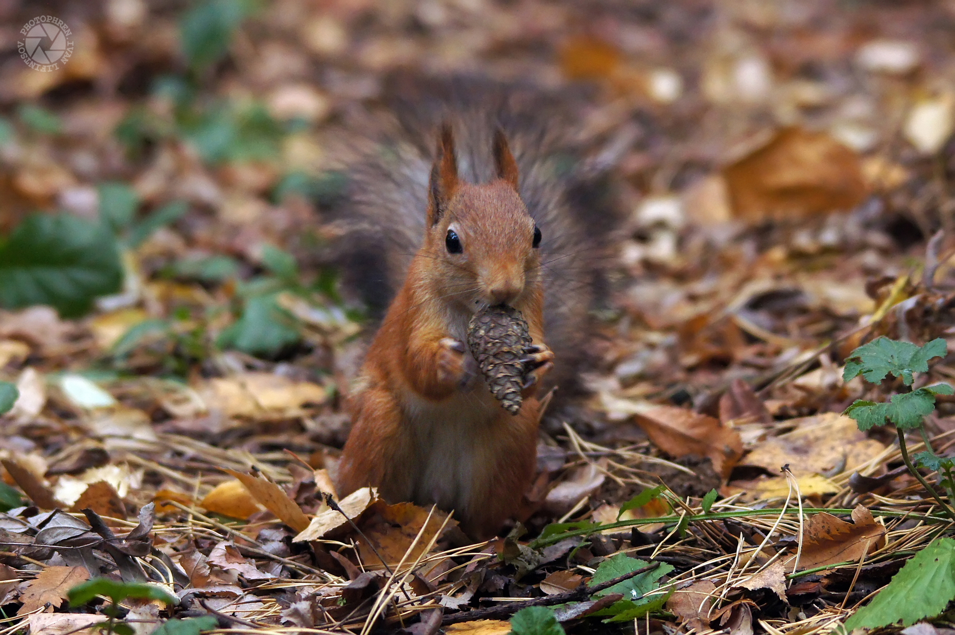 Veverica jedo