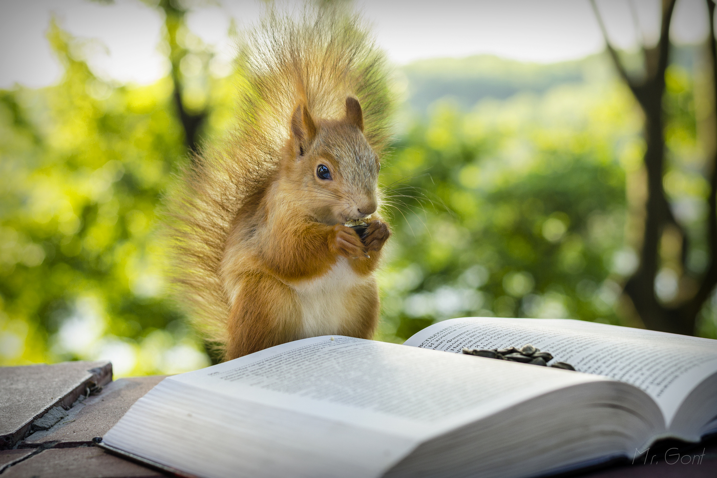 Veverica "čita" knjigu