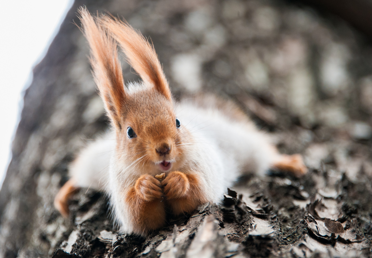 Bilde av en ekorn på en treskuff