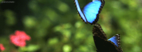 Gif foto vlinder