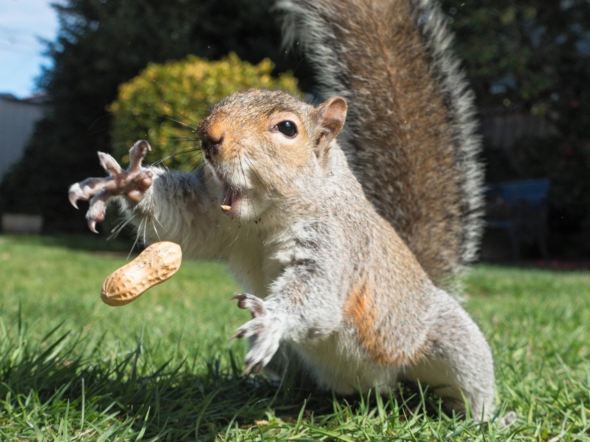 Un écureuil attrape des cacahuètes