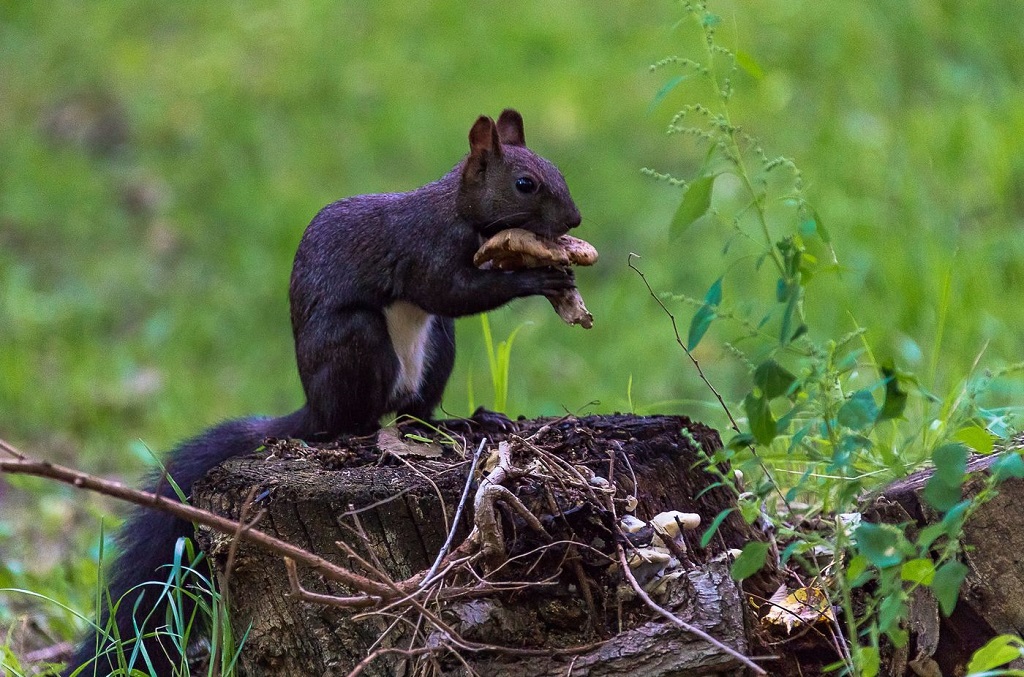 L'écureuil, vivant en Extrême-Orient, diffère en apparence de ses homologues européens. En été c'est noir, en hiver c'est argenté.