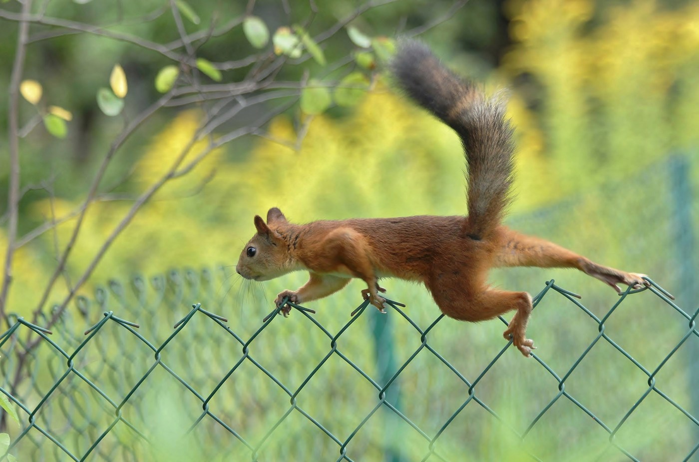 Squirrel beweegt behendig op het ijzeren rooster