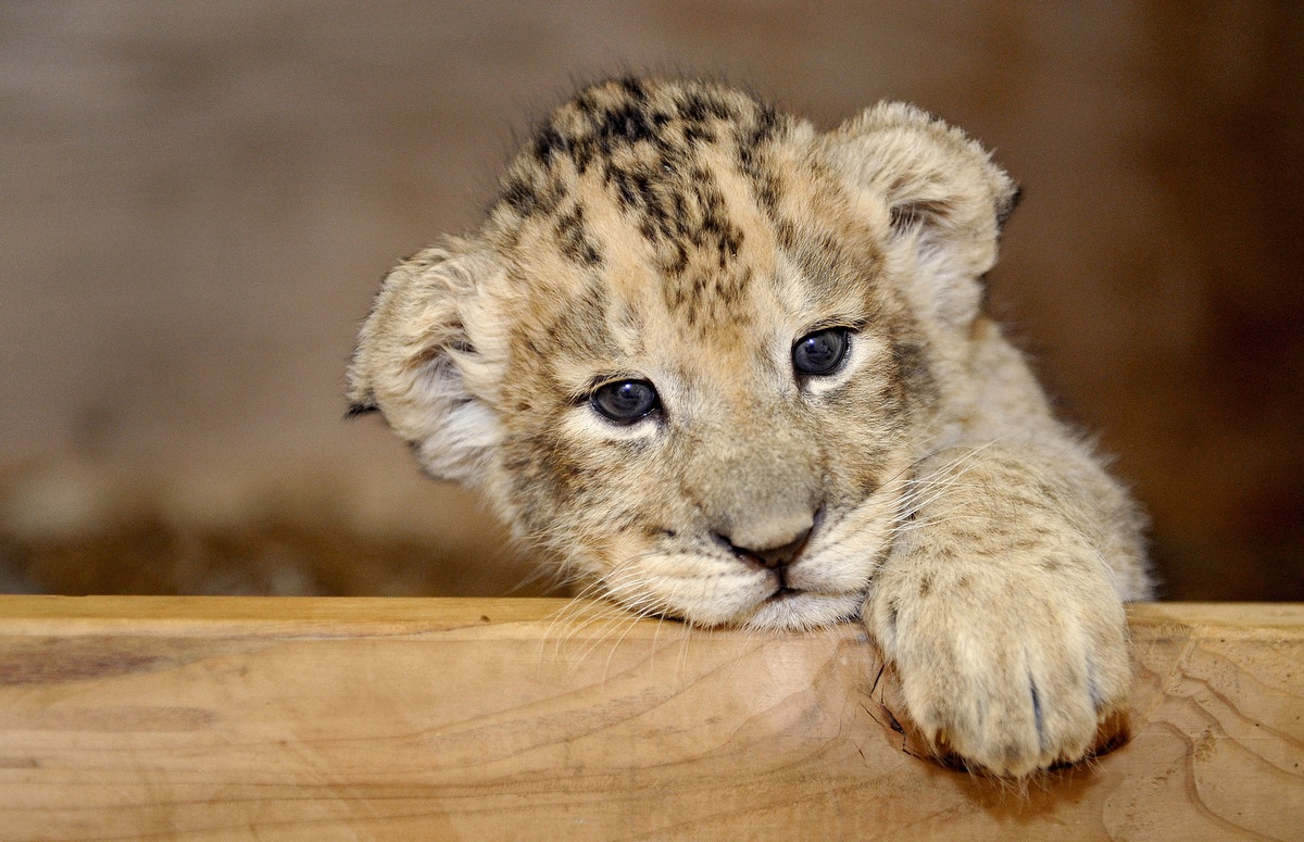 Olhe de um filhote de leão