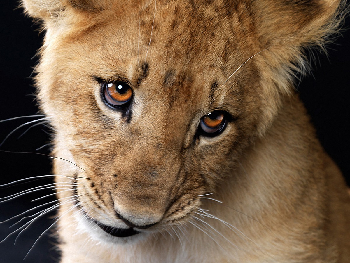 Jereo ny liona cub