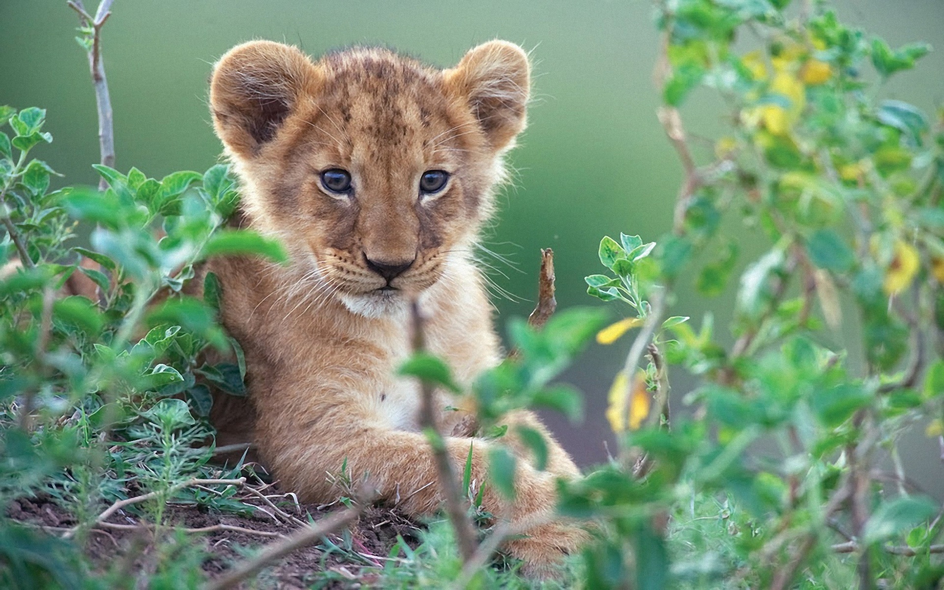 Лав младенче