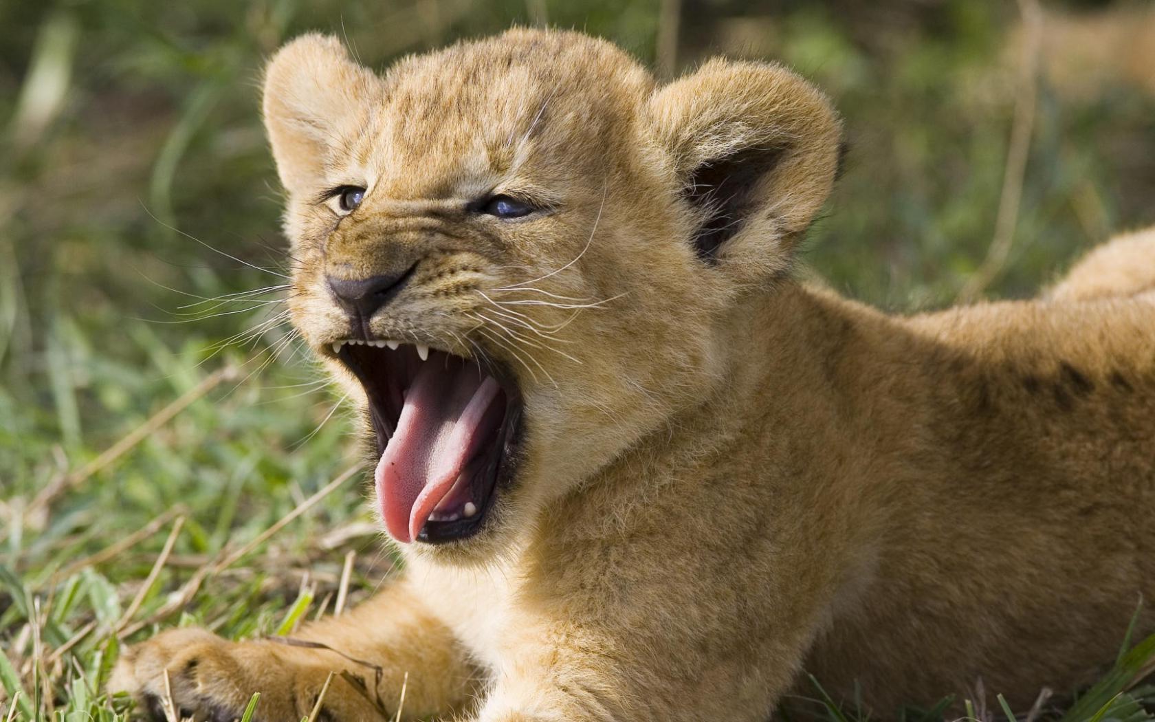 Lion yaw
