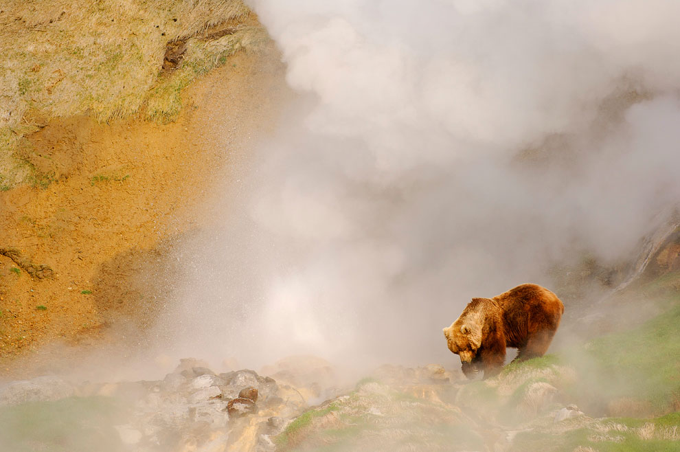 Fotos de osos grizzly
