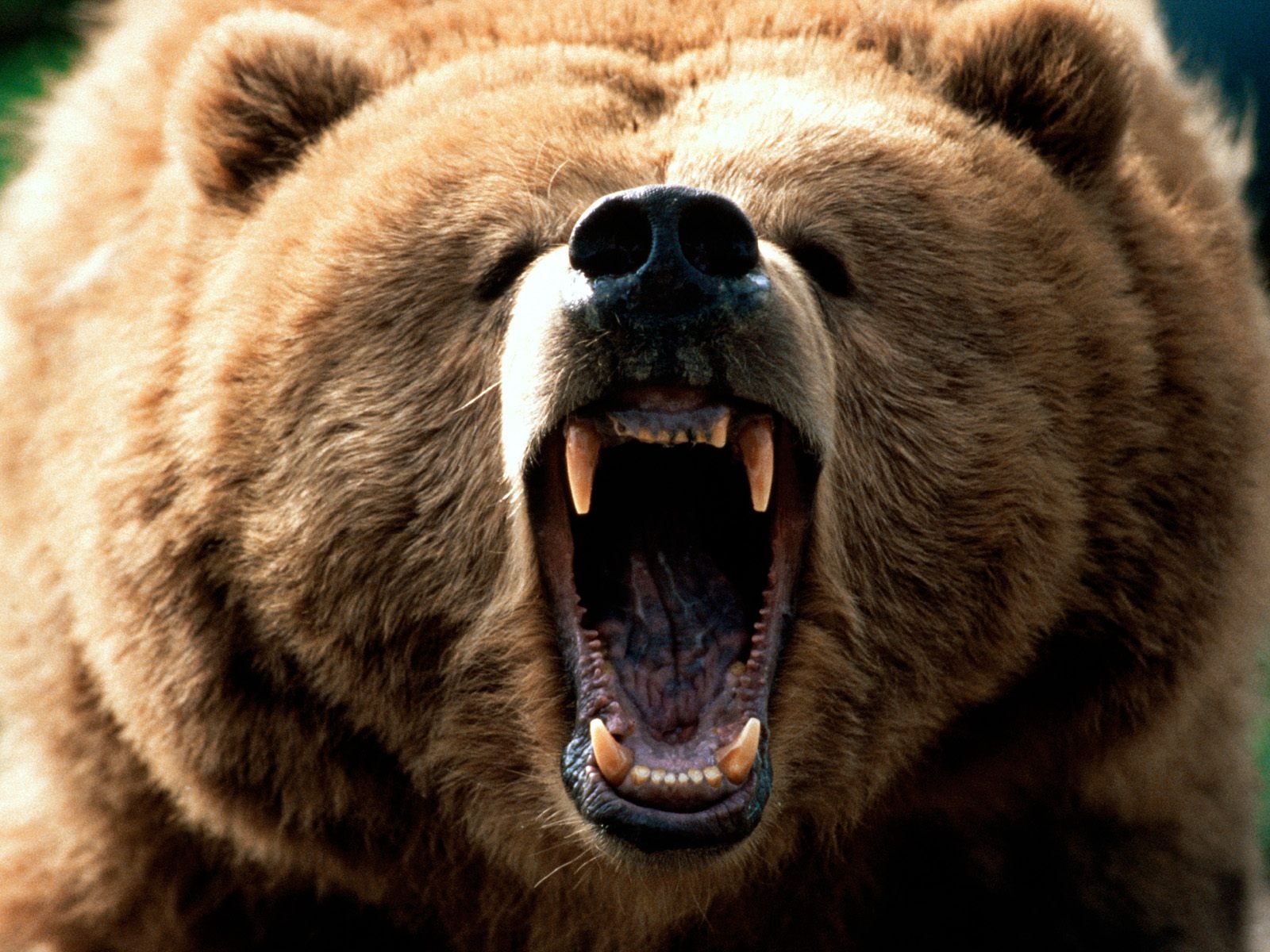 Grizzly karhun suu