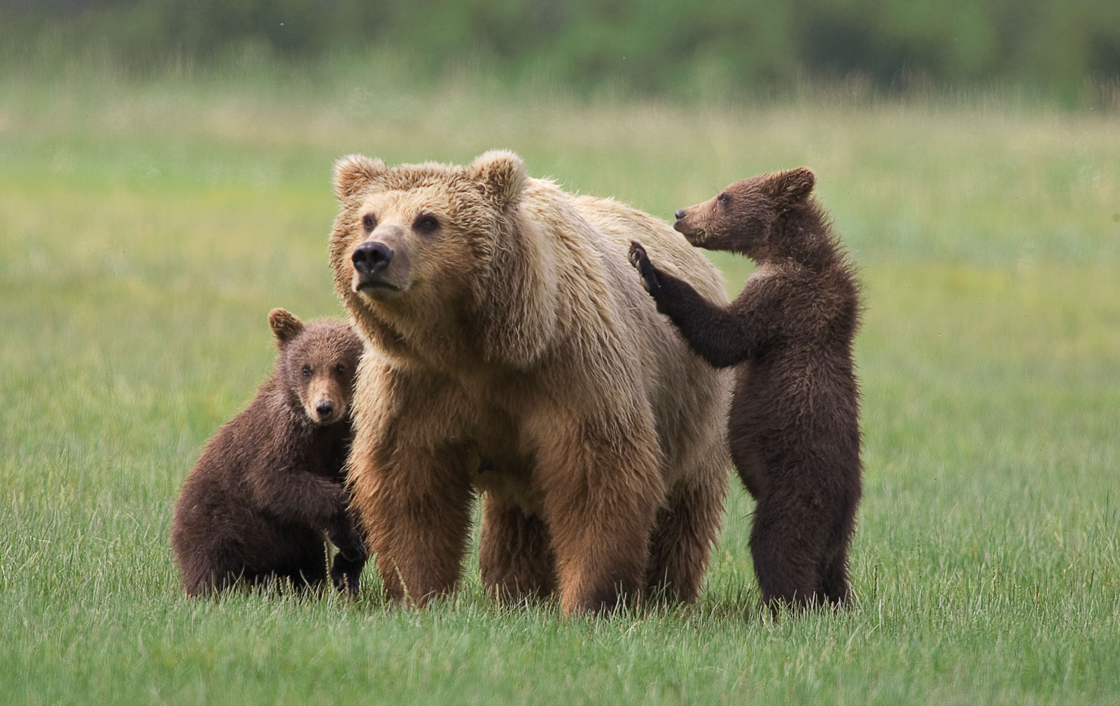 Grizzly dais nrog cubs