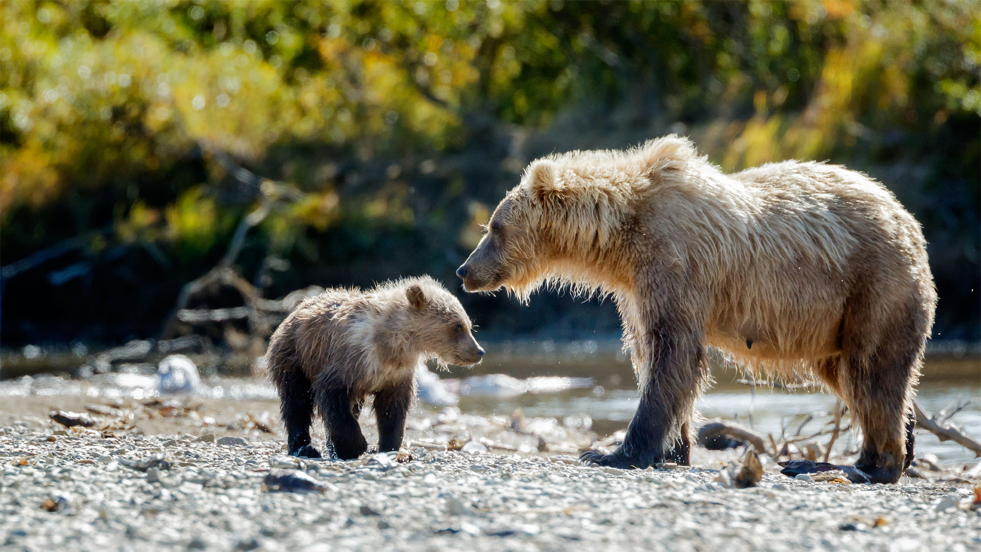Beruang beruang grizzly