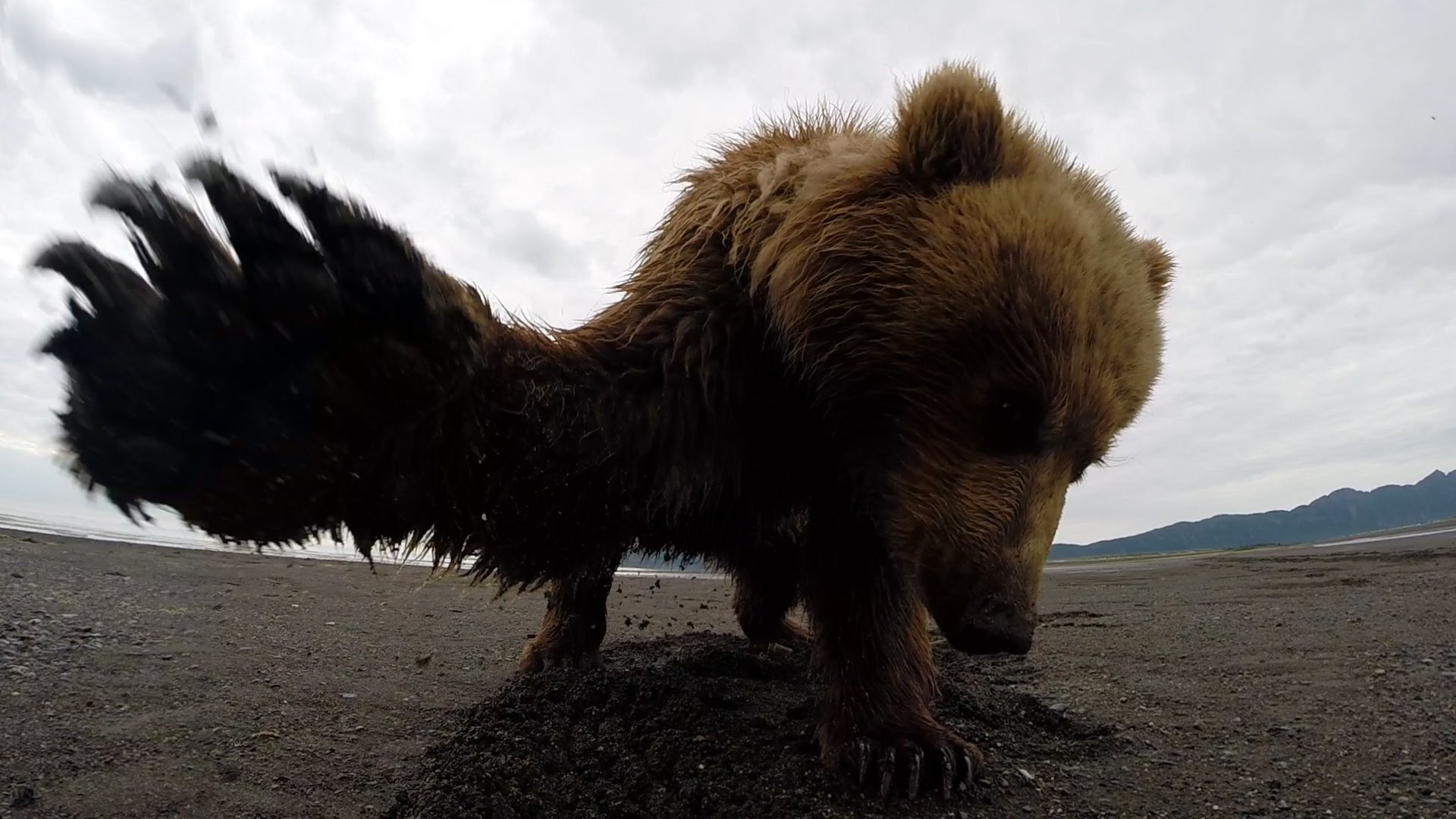 Paw av en grizzly bjørn