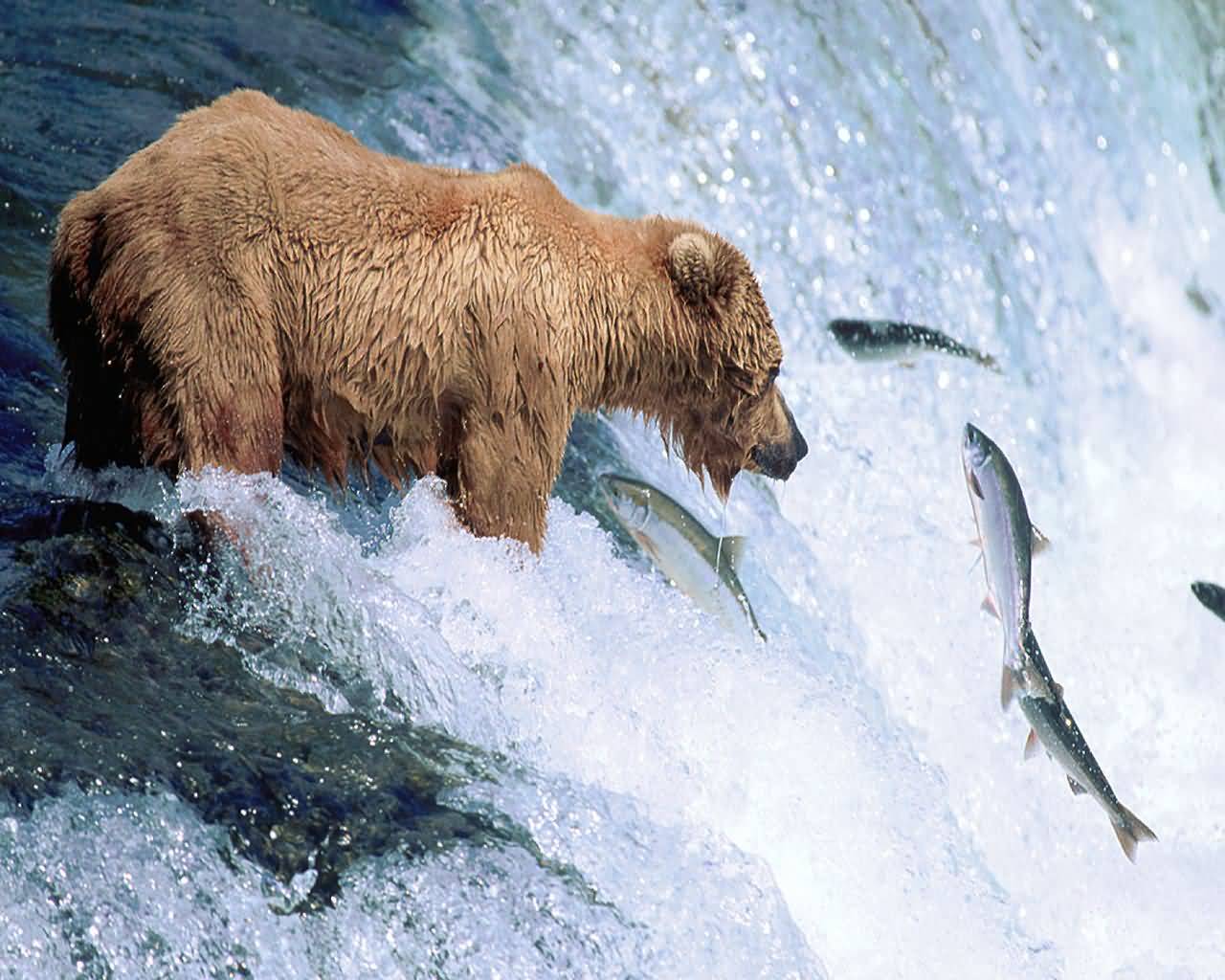Grizzly Bear Catches Salmon