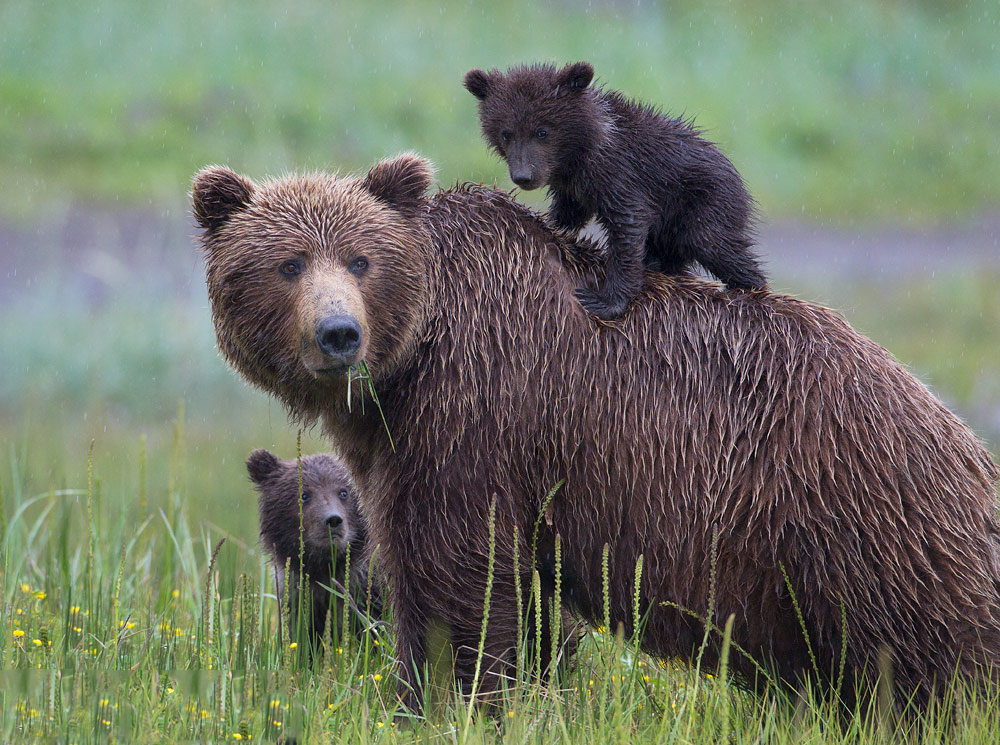 Grizzly bjørn med unger