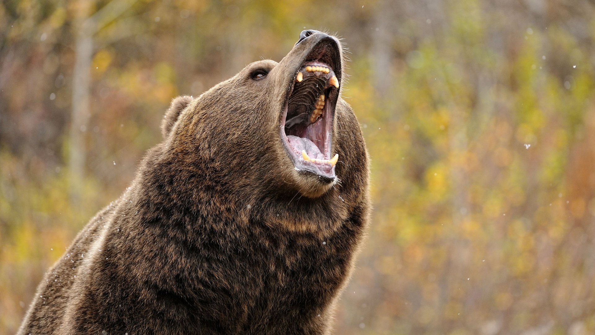 Grizzly bear growls
