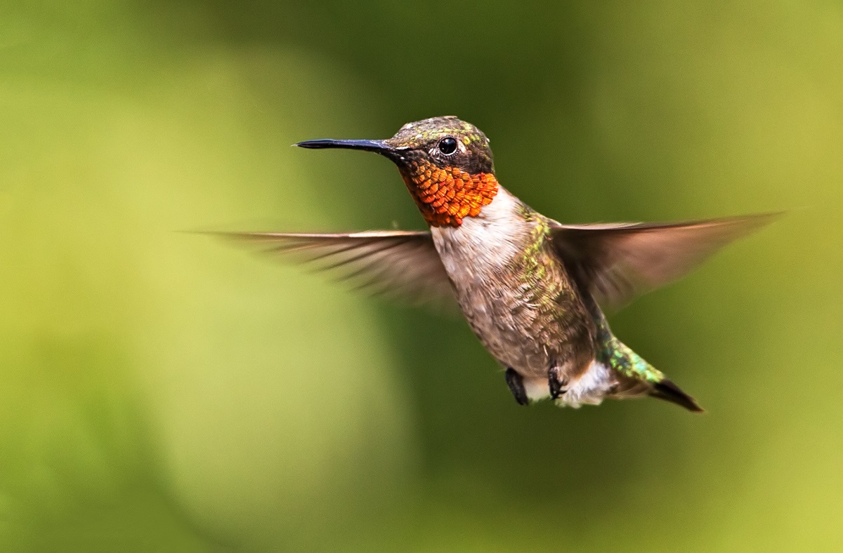 Hummingbird merah-tenggorokan, dia adalah burung kolibri Ruby-throated, ...