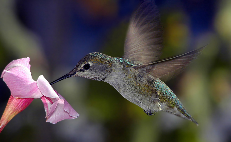 Anna Hummingbird (Calypte anna), pieaugušā sieviete