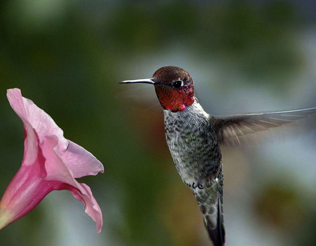 Anna kolibřík (Calypte anna), nie úplne rozotretý dospelý muž