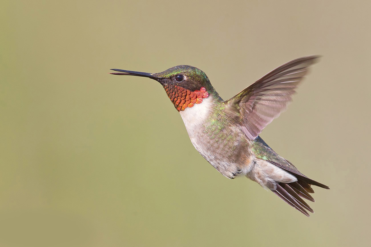 Rubin-grmljavina Hummingbird