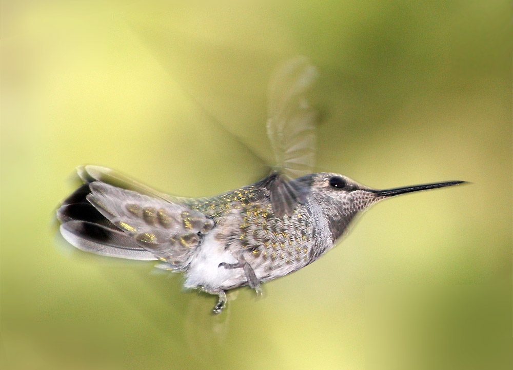Perempuan dewasa adalah seekor hummingbird merah; frekuensi kepak sayapnya lebih dari 60 per detik.