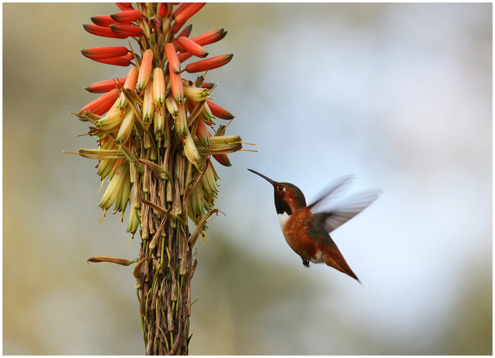 Hummingbird آلن، کالیفرنیا، سان مارینو، گیاه...