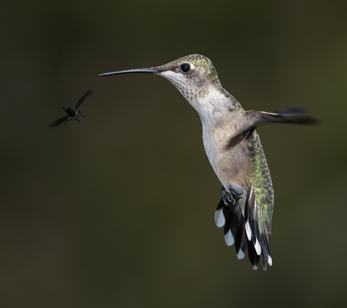 Il colibrì di Anna in volo, femmina, un insetto che sorvola il passato