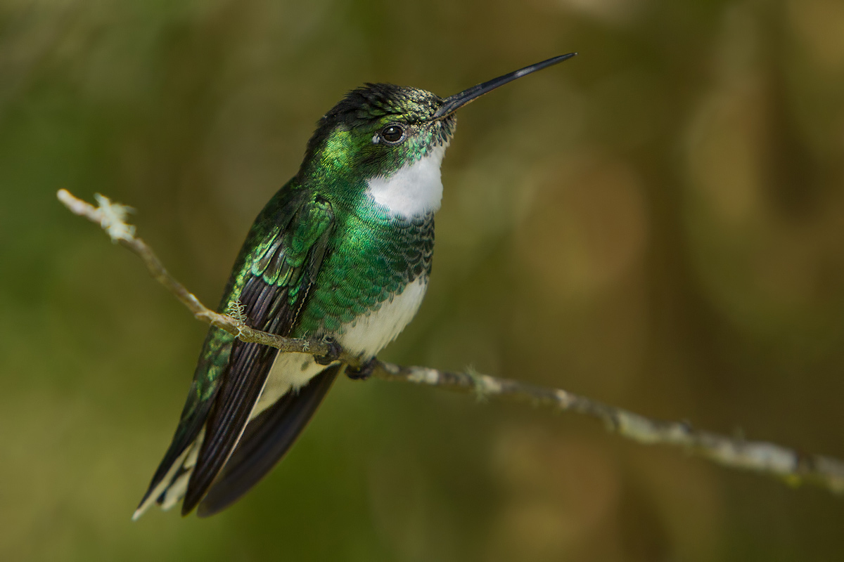 Witwortel kolibrie (Leucochloris albicollis)