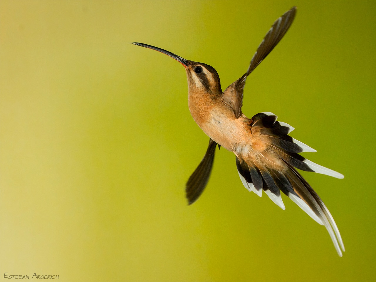 Eguzkia Hummingbird Pretra