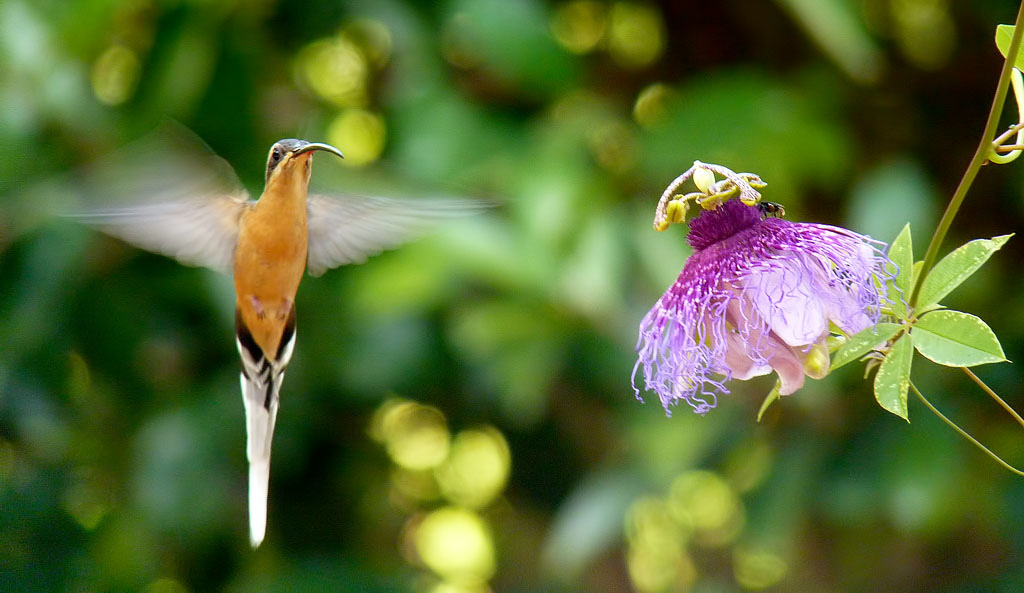 Zonnige kolibrie Pretra