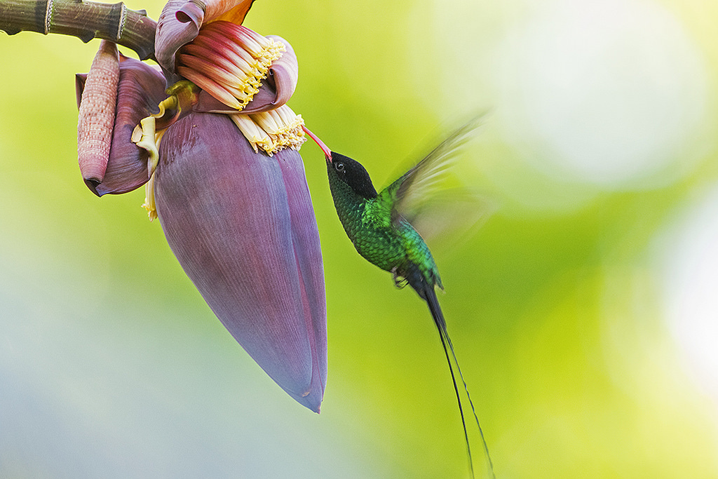 Pennant Hummingbird