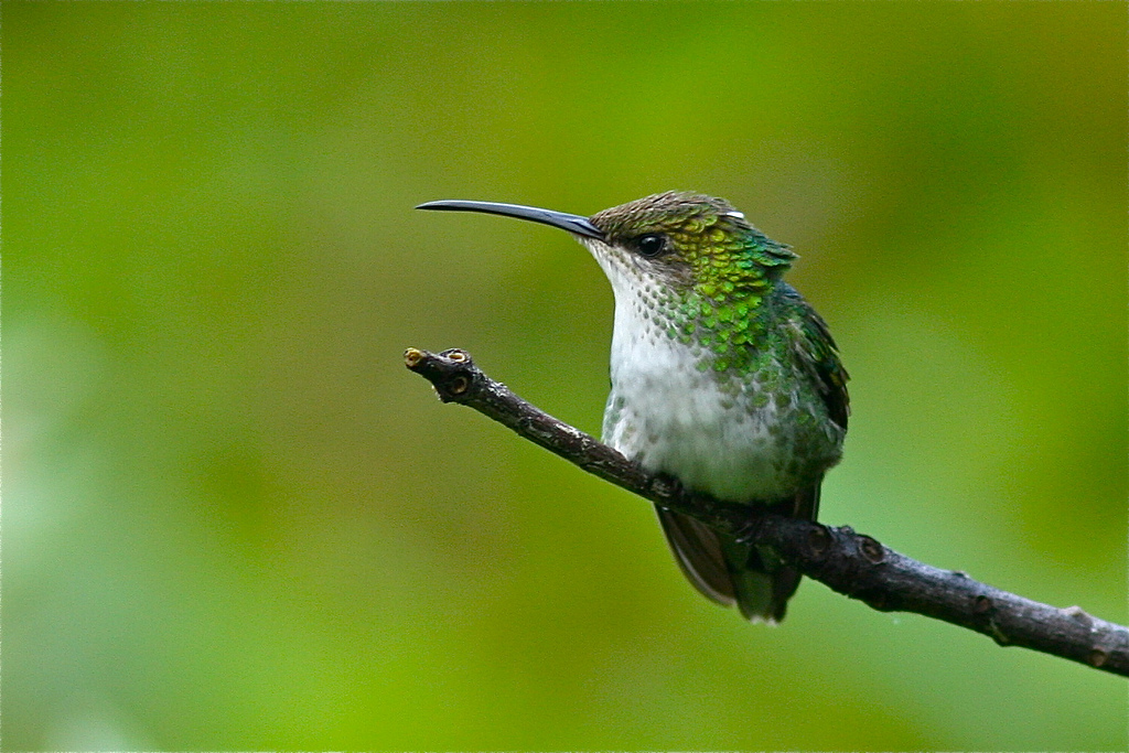 Wimpel kolibrie