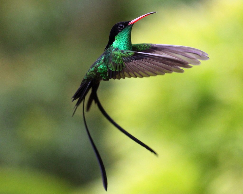 Proporczyk Hummingbird