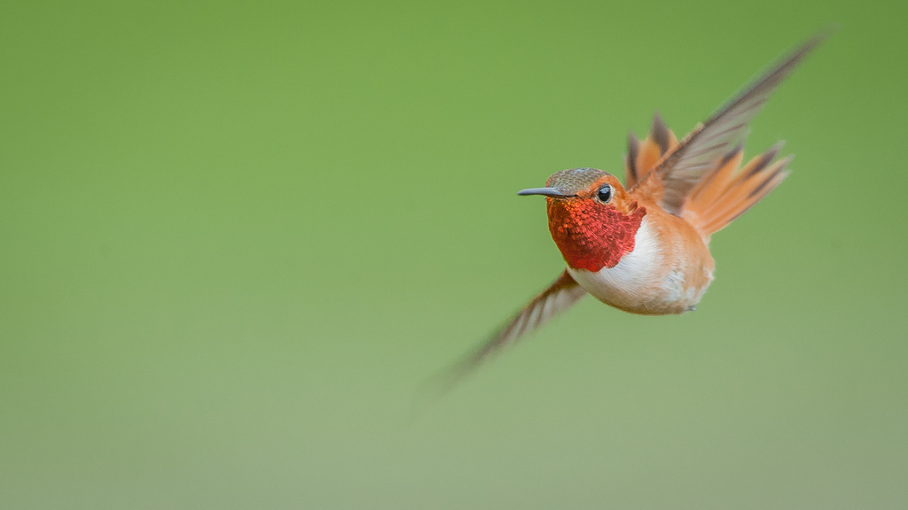 Ocre hummingbird