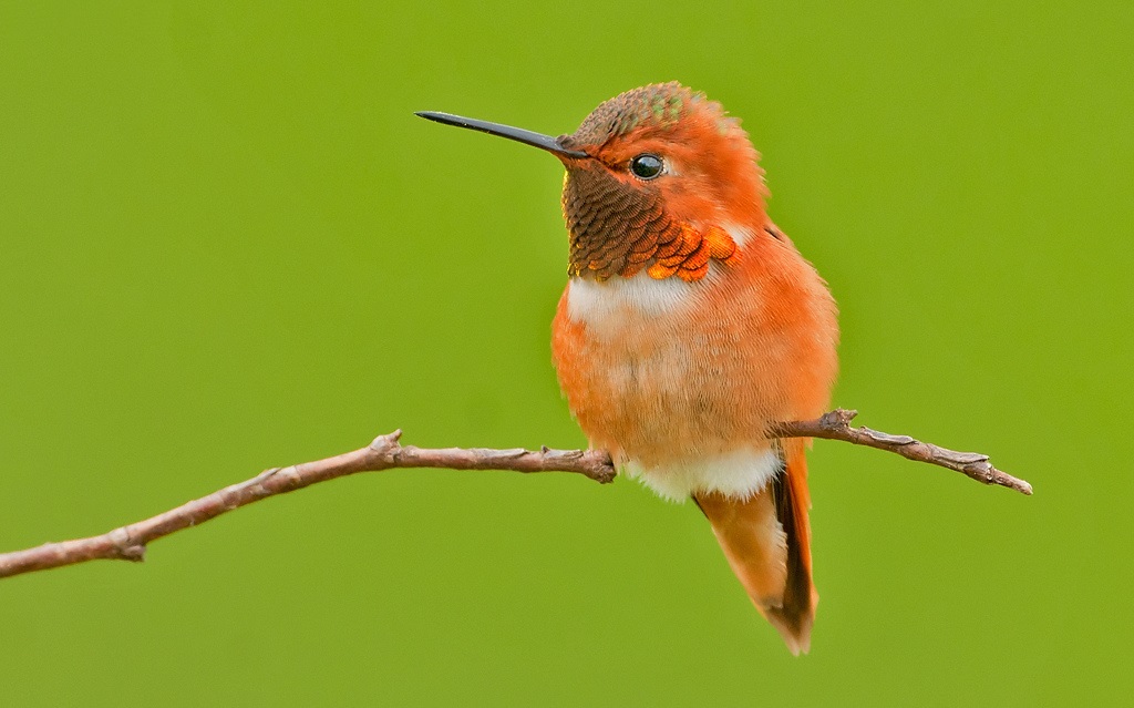 Oker kolibrie
