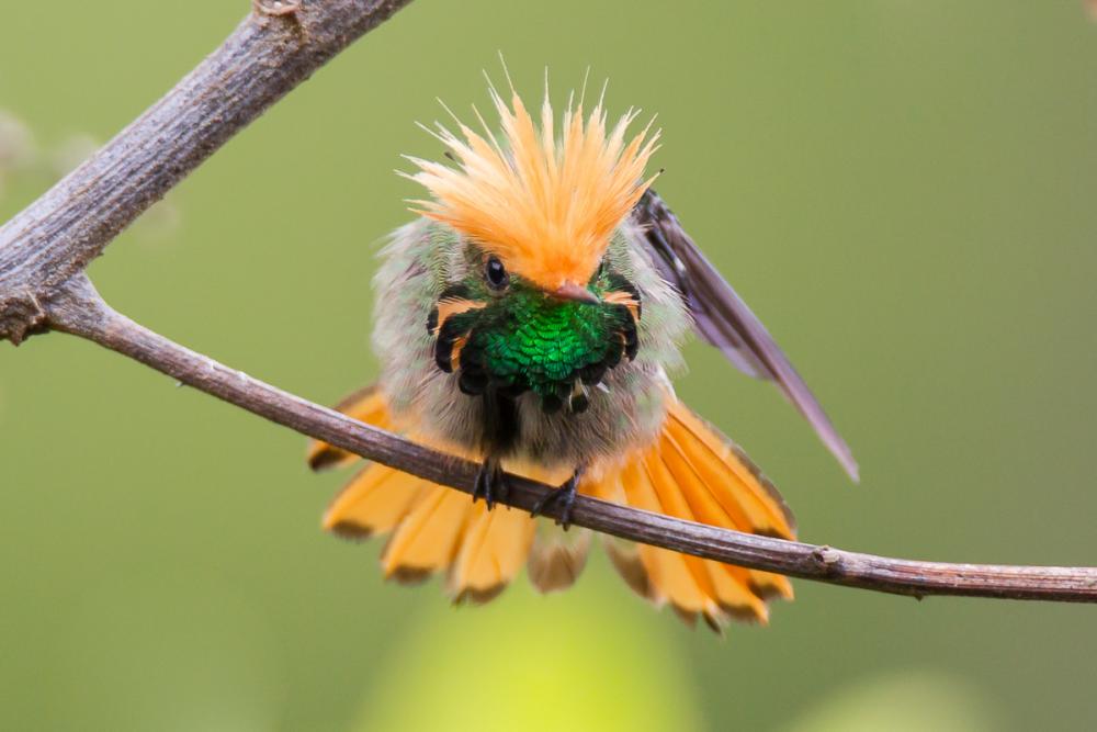 Hummingbirds rufous-шлюздарды coquette