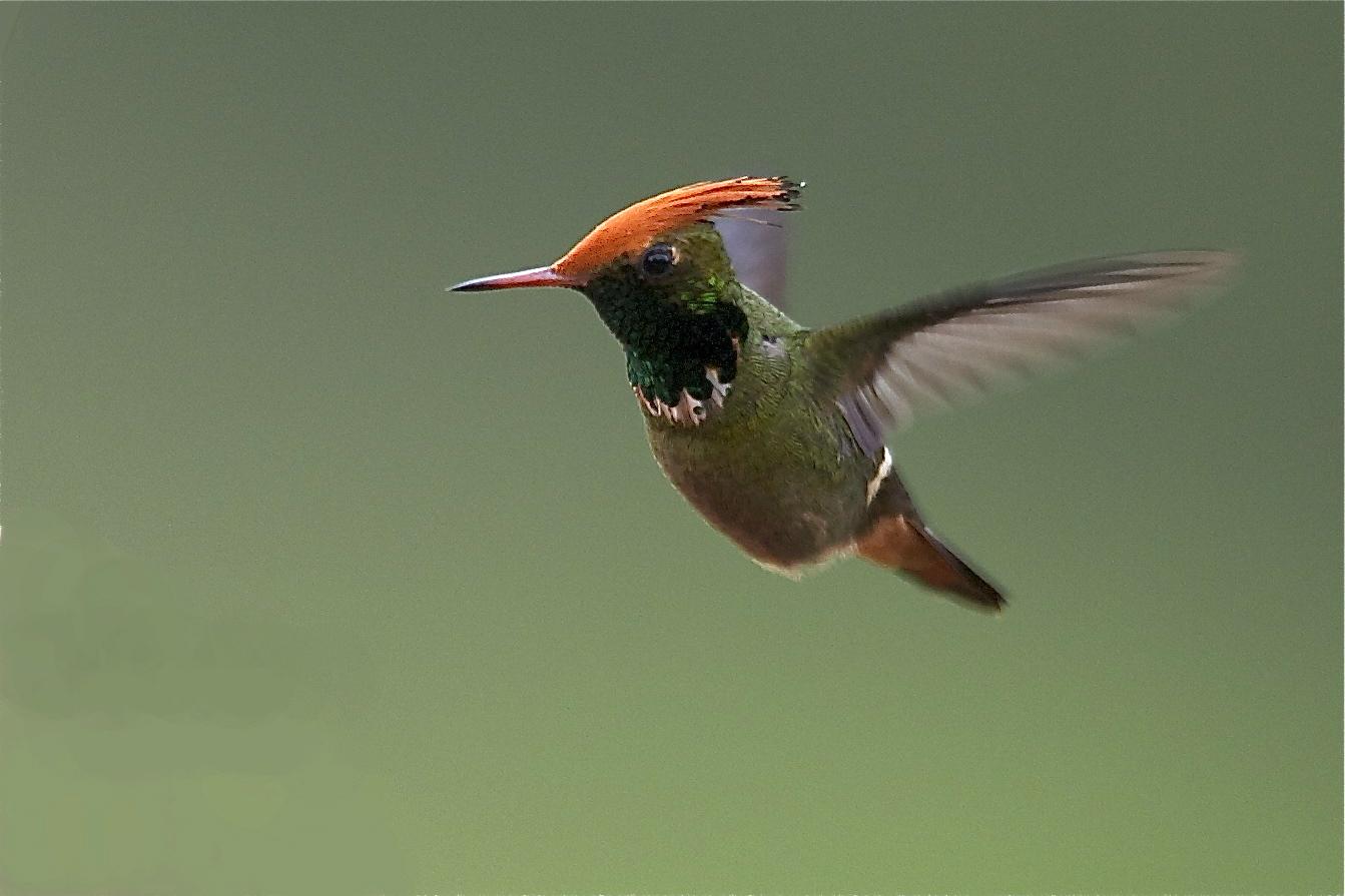 Hummingbirds rufo-galeae cristasque coquette