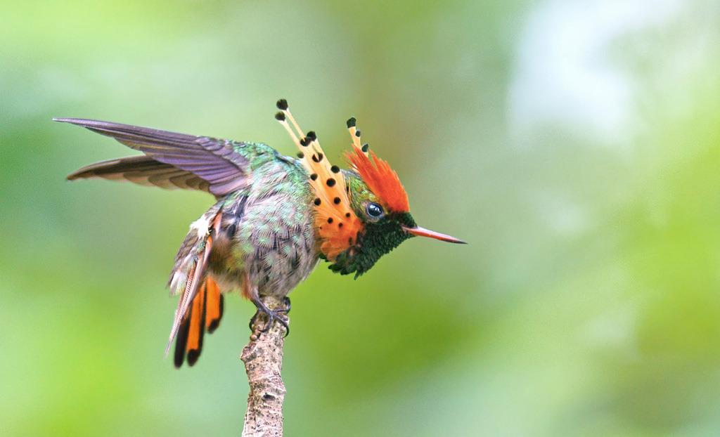 Hummingbird red-haired coquette