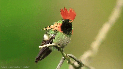 GIF picture: red-haired hummingbird coquette